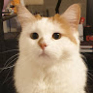 Meet your Posher, Yuan